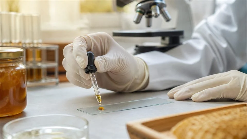 Illustration: preparing a sample for the counting of pollen grains.