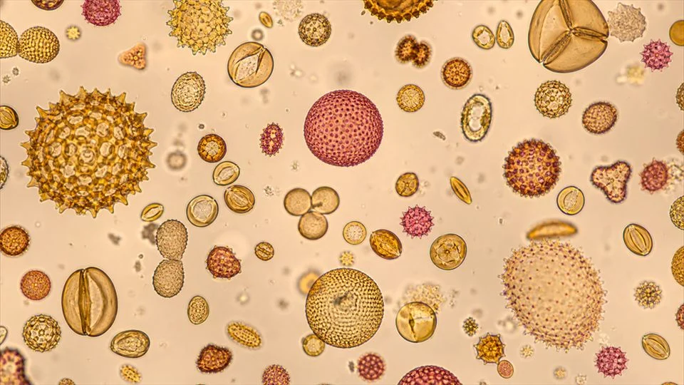 Illustration: in the pollen spectrum each shape corresponds to a plant species.