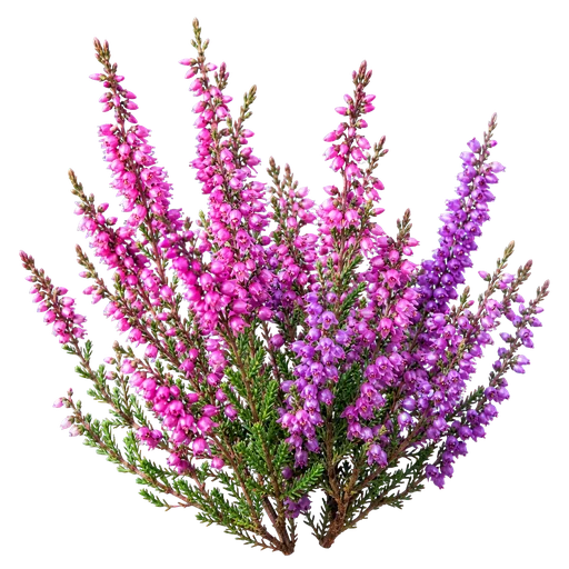 Brezo atlántico en flor, origen de miel de Galicia