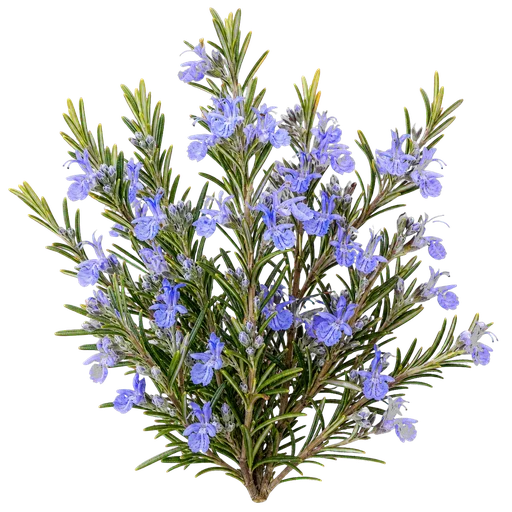 Planta de romero en flor, origen de miel de Castilla y León