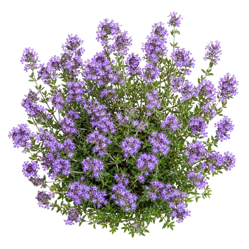 Tomillo de alta montaña en flor, origen de miel de Aragón