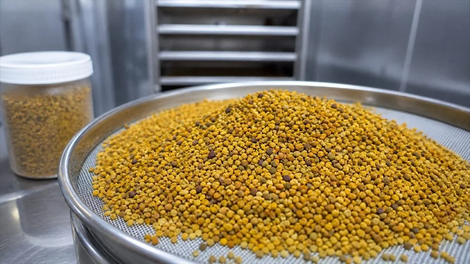 Illustration: raw pollen is sieved after cold drying.