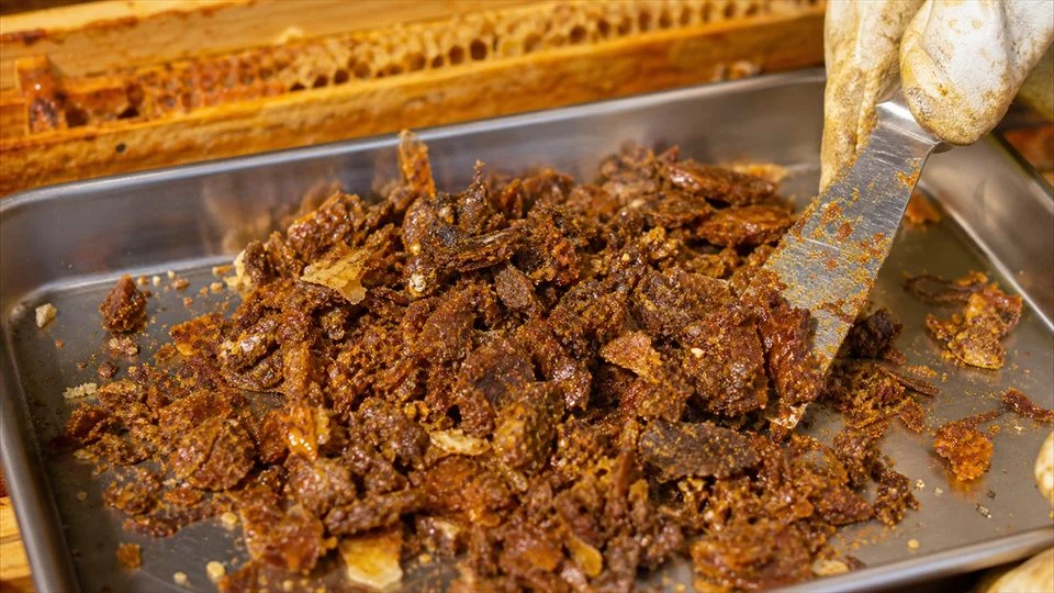 Illustration: raw propolis still holds wax and debris before cleaning.