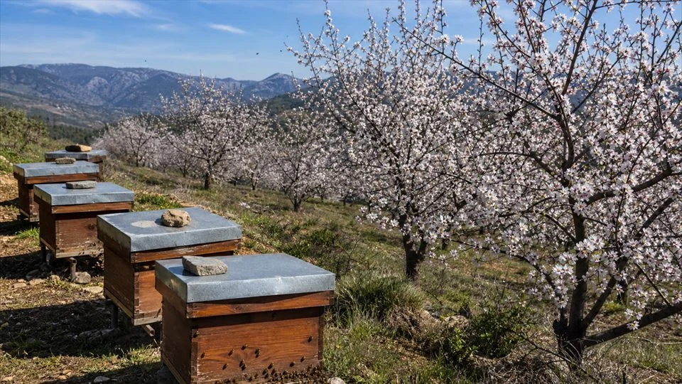 Illustration: hives placed beside crops in bloom provide a pollination service.